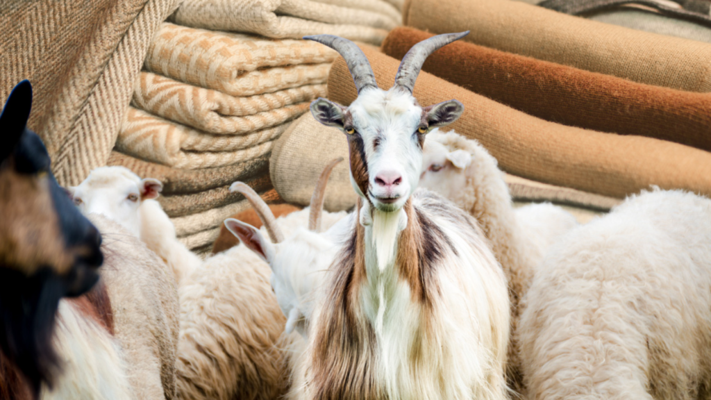 Cashmere Fabric For Turtuleneck Sweaters